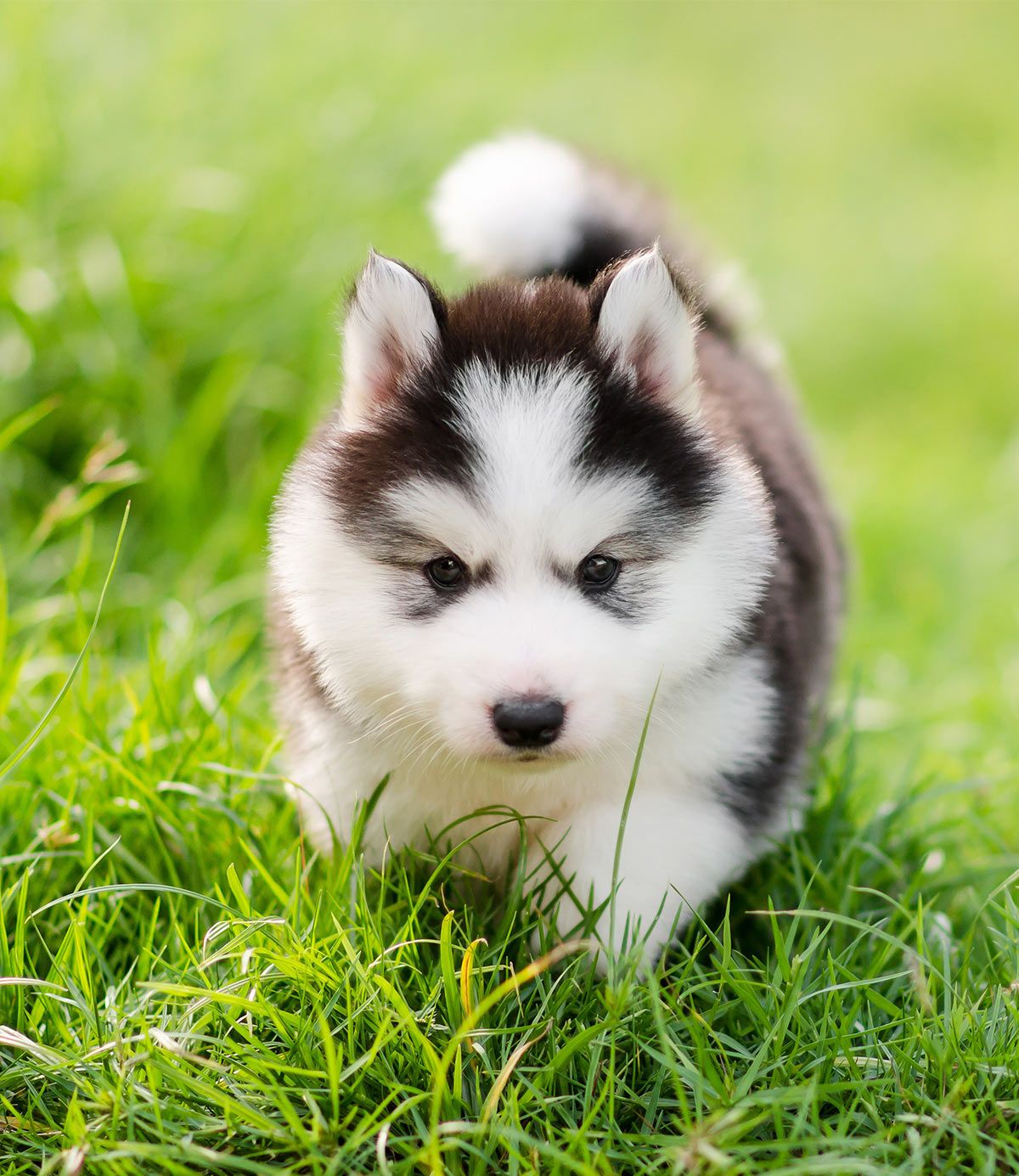 support puppy