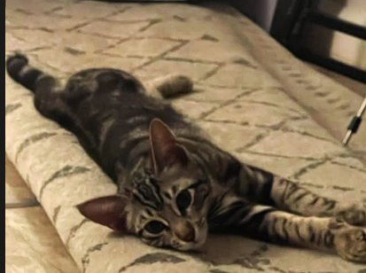 support kitty